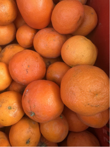 Citrus clementina x tangelo 'Nova'  Clémentinier