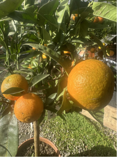 Citrus clementina x tangelo 'Nova'  Clémentinier