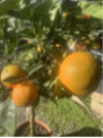 Citrus clementina x tangelo 'Nova'  Clémentinier