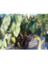 Colocasia Fontanesi, black stem
