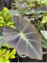 Colocasia coal miner