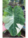 colocasia el paio , milkyway