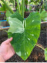 colocasia el paio , milkyway