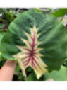 Colocasia aurora princess