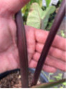 Colocasia big dipper