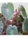 Colocasia esculenta 'Pink china' / Taro / Oreille d'éléphant