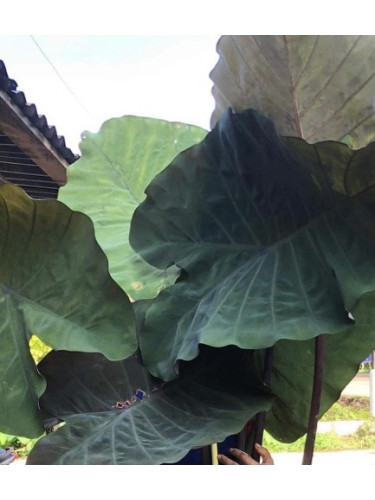 Colocasia 'Crocodile leather'