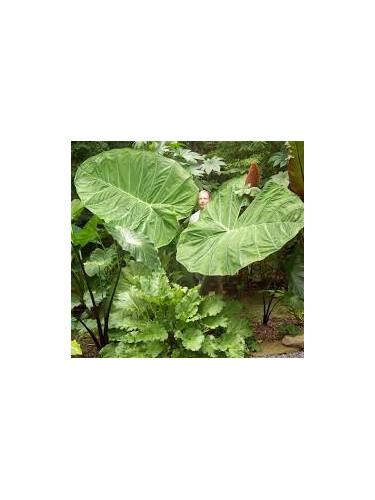 Colocasia 'Gigantea Thailand Giant' (Leucocasia)