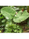 Colocasia 'Gigantea Thailand Giant' (Leucocasia)
