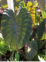 Colocasia 'Madeira' - Taro / Oreille d'éléphant