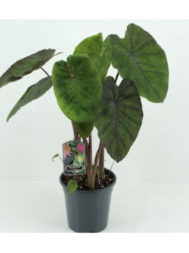 Colocasia 'Madeira star'