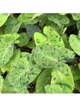 Colocasia mojito