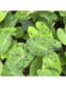 Colocasia mojito