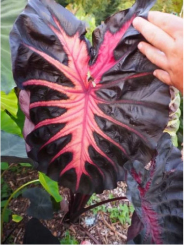 Colocasia 'Rédemption'