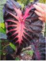 Colocasia 'Rédemption'
