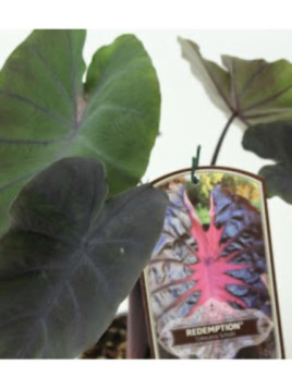 Colocasia 'Rédemption'