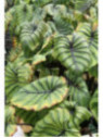 Colocasia Cophama 'Pharaoh's mask®' (Pharaon)