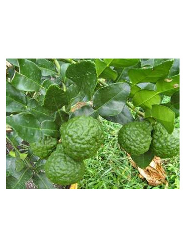 Citrus hystrix / Combava / conbawa