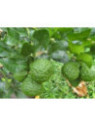 Citrus hystrix / Combava / conbawa