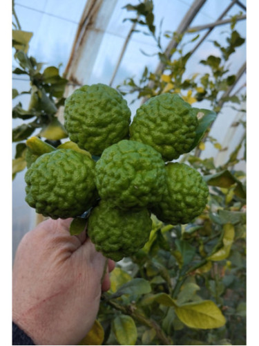 Citrus hystrix / Combava / conbawa