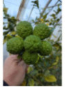 Citrus hystrix / Combava / conbawa