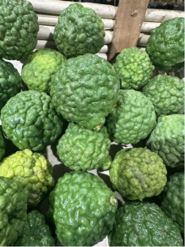 Citrus hystrix / Combava / conbawa