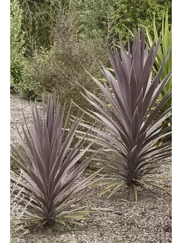 Cordyline australis 'Purple tower'