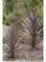 Cordyline australis 'Purple tower'