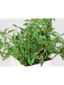 Coriandre vietnamienne - Persicaria odorata