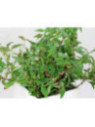 Coriandre vietnamienne - Persicaria odorata