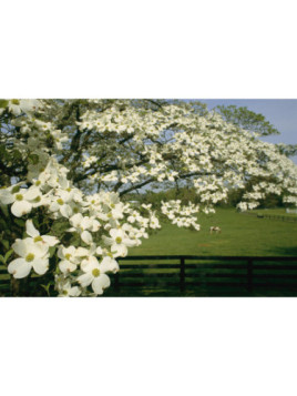 Cornus hongkongensis