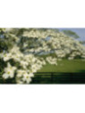 Cornus hongkongensis