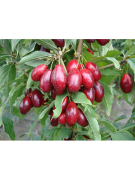 Cornus mas macrocarpa (fruit)