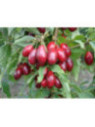 Cornus mas macrocarpa (fruit)