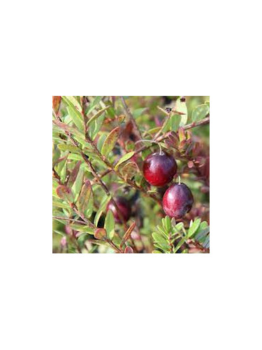 Vaccinium macrocarpon 'Stevens' / Cranberry / Canneberge