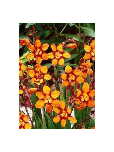 Crocosmia 'Emily Mckenzie' (orange) / Montbrétia