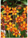 Crocosmia 'Emily Mckenzie' (orange) / Montbrétia