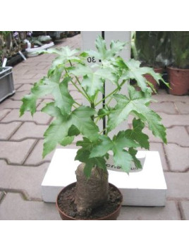 Cussonia natalensis