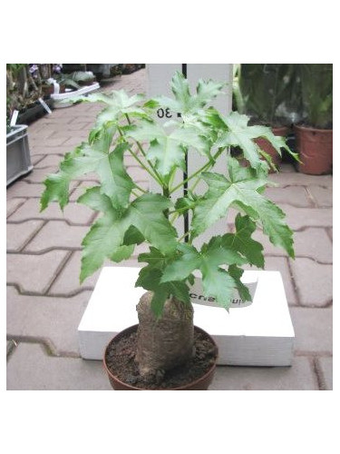 Cussonia natalensis