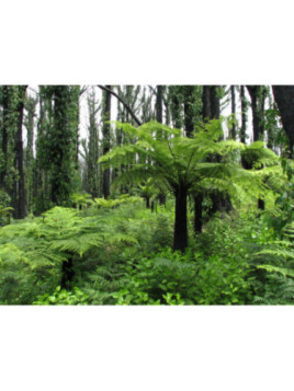 Cyathea australis
