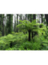 Cyathea australis