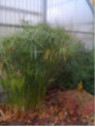 Cyperus alternifolius / Papyrus rustique