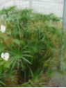 Cyperus alternifolius / Papyrus rustique