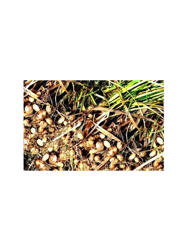 Cyperus esculentus / Souchet comestible