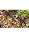 Cyperus esculentus / Souchet comestible