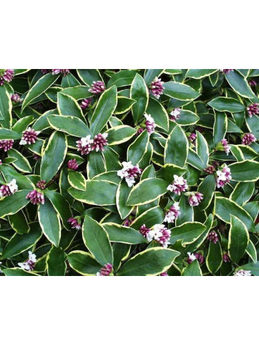 Daphne odora 'Aureomarginata'