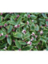 Daphne odora 'Aureomarginata'