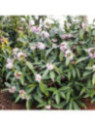 Daphne x 'Perfume Princess'