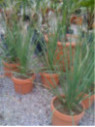 Dasylirion Serratifolium