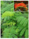Delonix regia / Flamboyant royal
